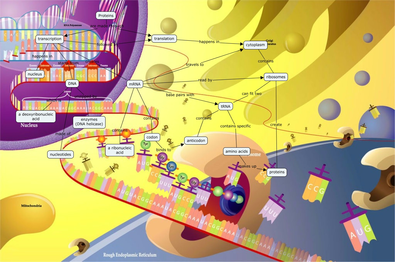 Protein Synthesis What is protein synthesis?